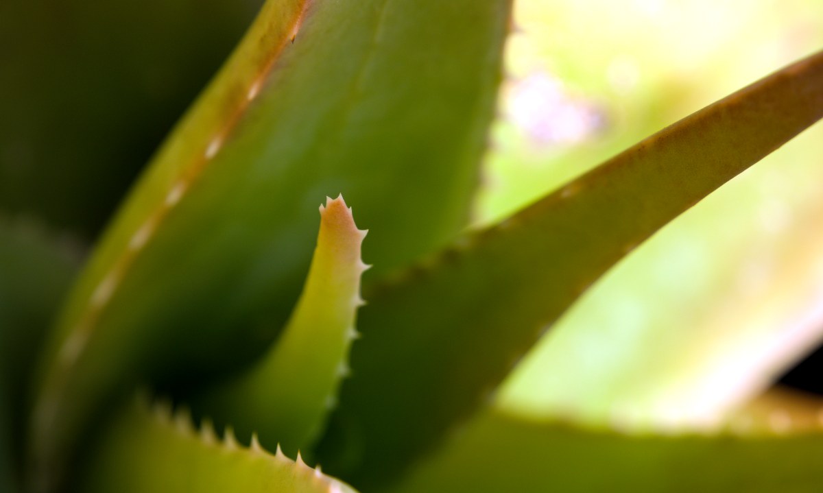 Qué es el acíbar de aloe vera