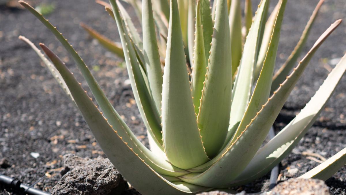 ¿Cuáles son las mejores cremas de aloe vera para la cara?